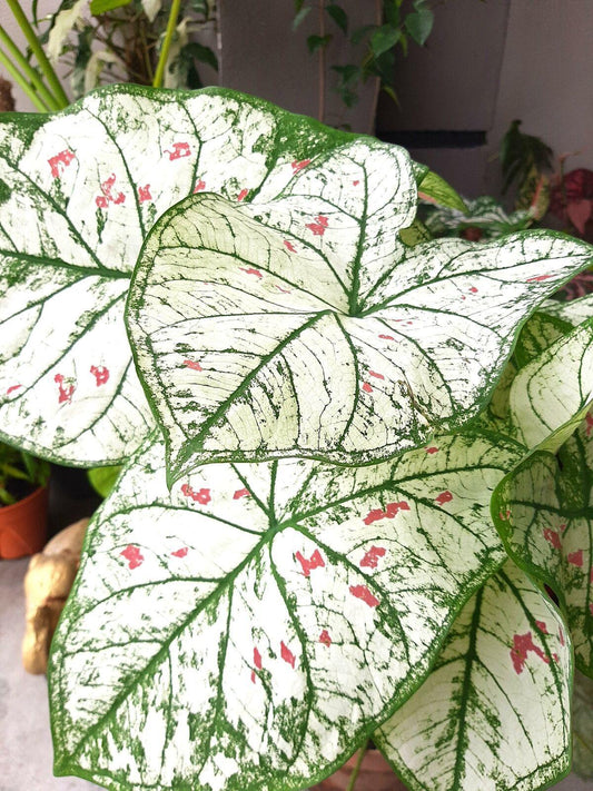 2 Bulbs Caladium Fancy Leaf 'Cranberry Star', Angel Wings, Elephant's Ears - Seed World