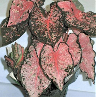 2 Bulbs Caladium Fancy Leaf 'pink Beauty' | Elephant Ear, Heart-Shaped - Seed World