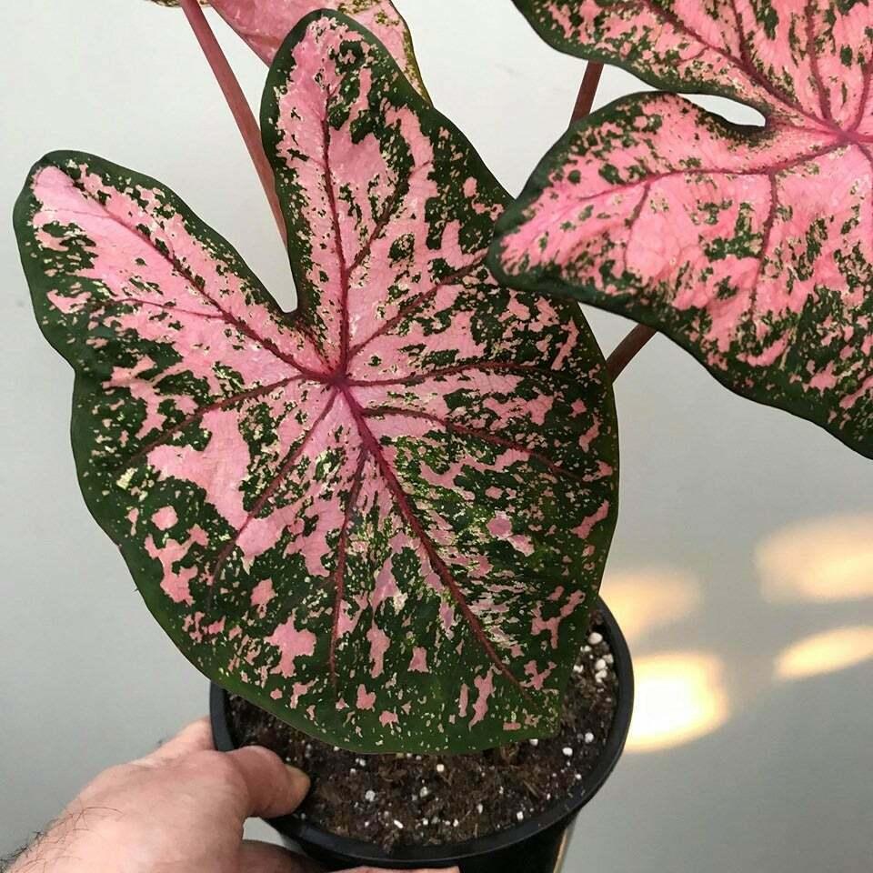 2 Bulbs Caladium Fancy Leaf 'pink Beauty' | Elephant Ear, Heart-Shaped - Seed World