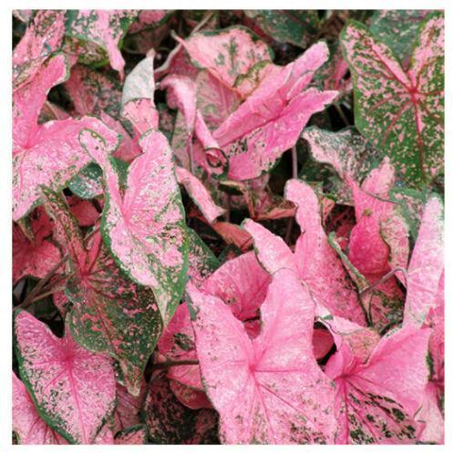 2 Bulbs Caladium Fancy Leaf 'pink Beauty' | Elephant Ear, Heart-Shaped - Seed World
