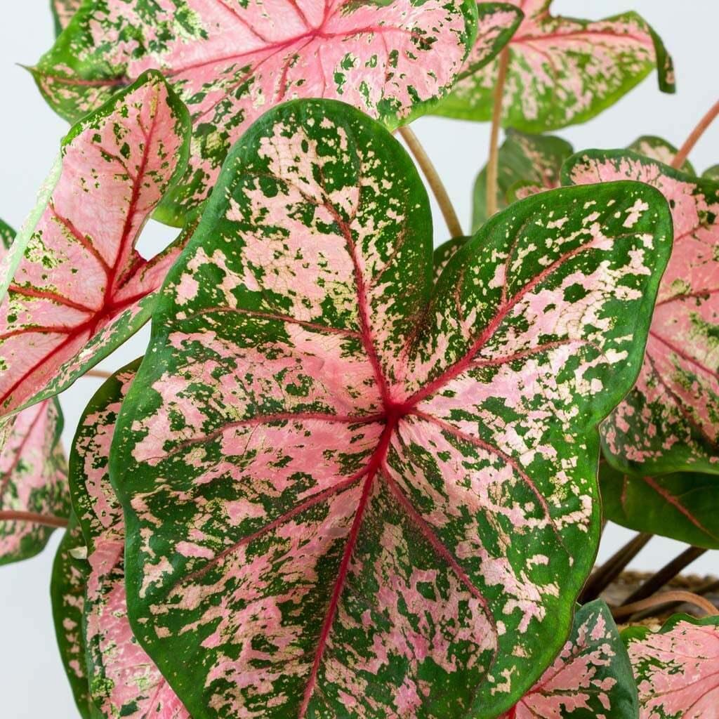 2 Bulbs Caladium Fancy Leaf 'pink Beauty' | Elephant Ear, Heart-Shaped - Seed World