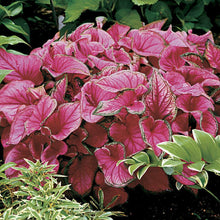 2 Bulbs Caladium Strap Leaf 'sweetheart' Elephant Ear | Rose-pink Caladium - Seed World