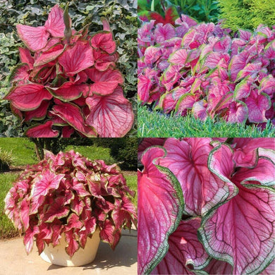 2 Bulbs Caladium Strap Leaf 'sweetheart' Elephant Ear | Rose-pink Caladium - Seed World