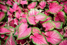 2 Bulbs Caladium Strap Leaf 'sweetheart' Elephant Ear | Rose-pink Caladium - Seed World