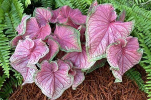 2 Bulbs Caladium Strap Leaf 'sweetheart' Elephant Ear | Rose-pink Caladium - Seed World