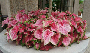 2 Bulbs Caladium Strap Leaf 'sweetheart' Elephant Ear | Rose-pink Caladium - Seed World