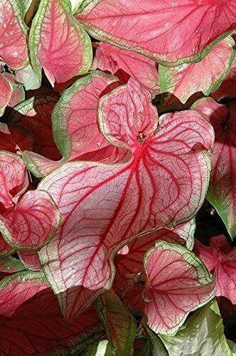 2 Caladium Florida Sweetheart Bulbs - Seed World