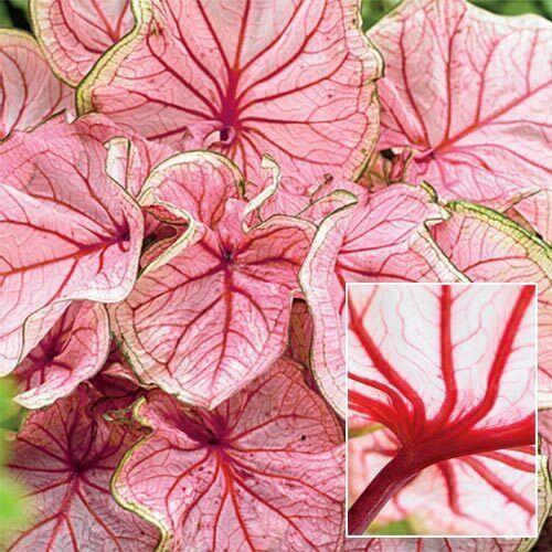 2 Caladium Florida Sweetheart Bulbs - Seed World