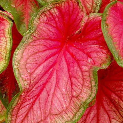 2 Caladium Florida Sweetheart Bulbs - Seed World