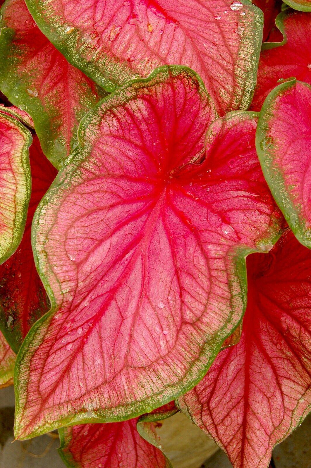 2 Caladium Florida Sweetheart Bulbs - Seed World