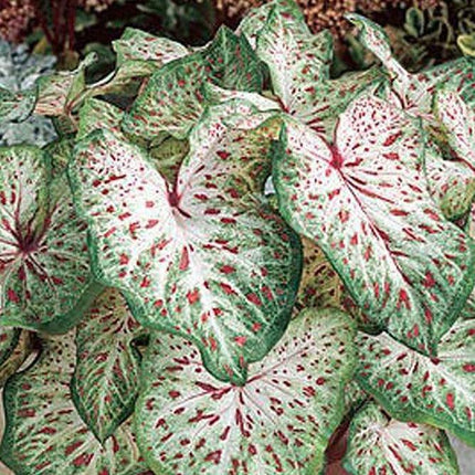 2 Caladium Gingerland Bulbs - Seed World