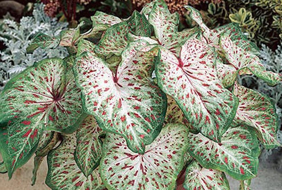 2 Caladium Gingerland Bulbs - Seed World