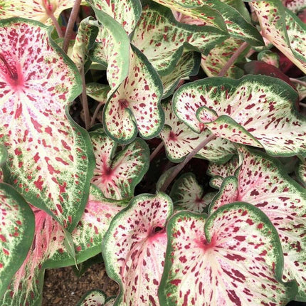 2 Caladium Gingerland Bulbs - Seed World