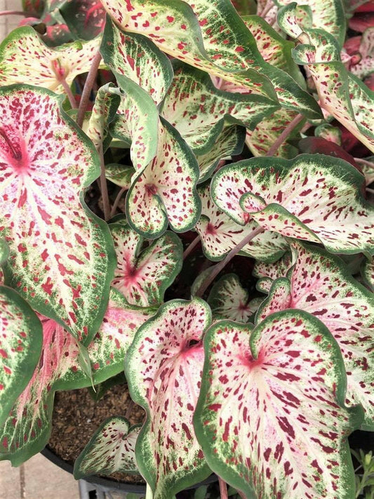 2 Caladium Gingerland Bulbs - Seed World