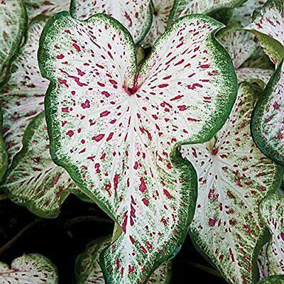 2 Caladium Gingerland Bulbs - Seed World