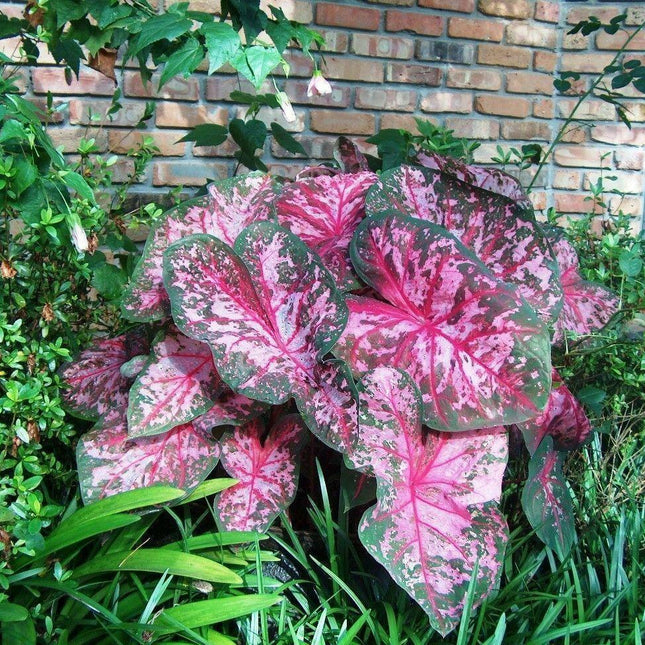 2 Caladium Rare Flower Bulbs - Seed World