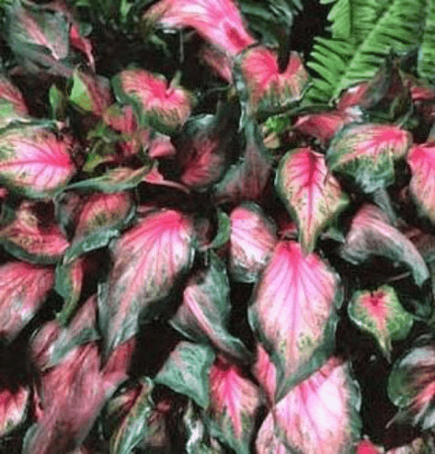 2 Caladium Rare Flower Bulbs - Seed World