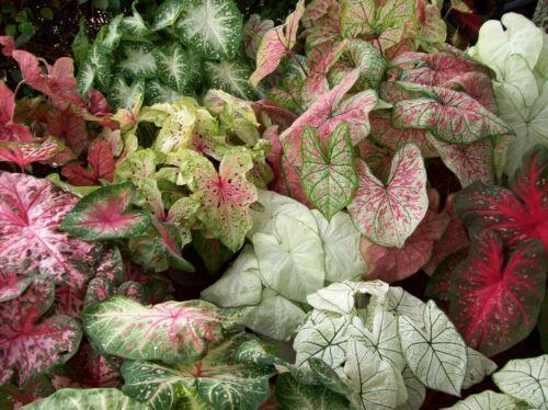 2 Caladium Rare Flower Bulbs - Seed World