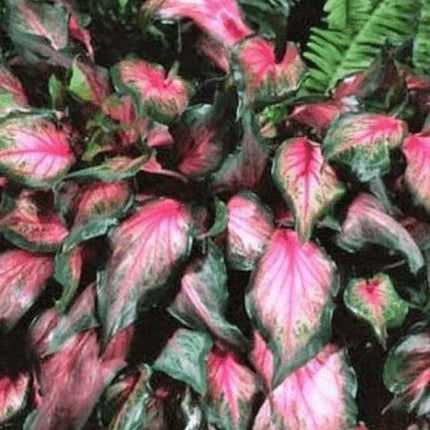 2 Caladium Rare Flower Bulbs - Seed World