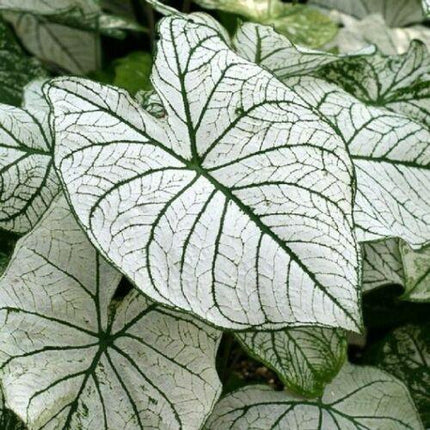 2 Caladium Rare Flower Bulbs - Seed World