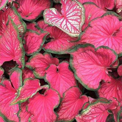 2 Caladium Sizzle Bulbs - Seed World