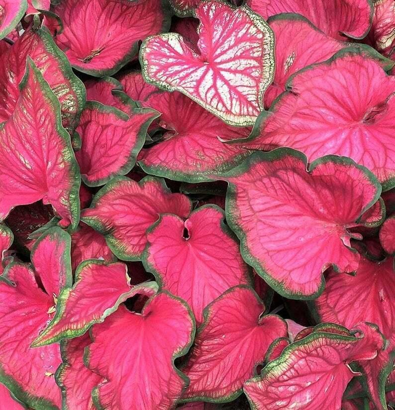 2 Caladium Sizzle Bulbs - Seed World
