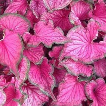 2 Caladium Sizzle Bulbs - Seed World