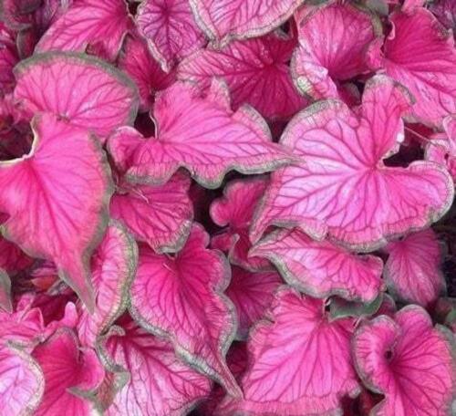 2 Caladium Sizzle Bulbs - Seed World
