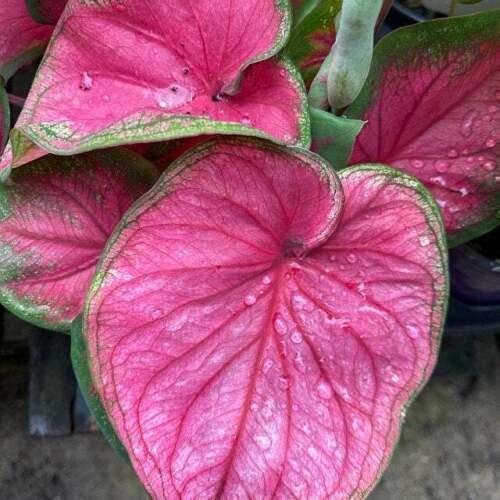 2 Caladium Sizzle Bulbs - Seed World