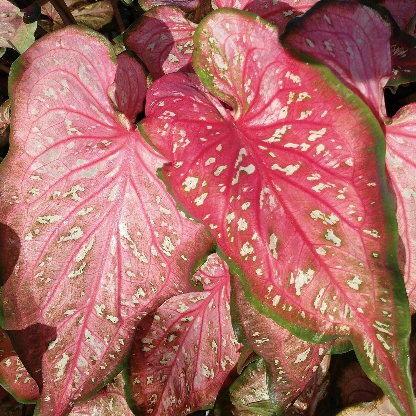 2 Caribbean Coral Caladium Bulbs - Seed World
