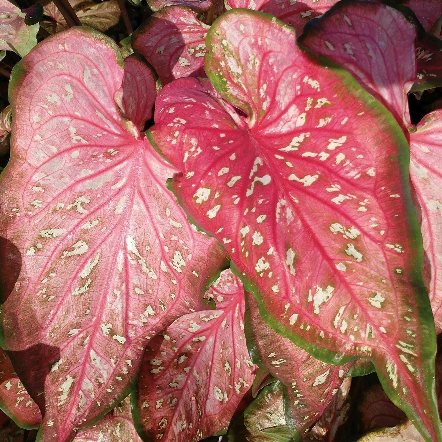 2 Caribbean Coral Caladium Bulbs - Seed World