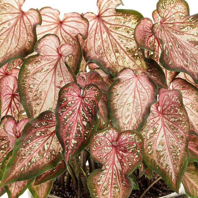2 Caribbean Coral Caladium Bulbs - Seed World