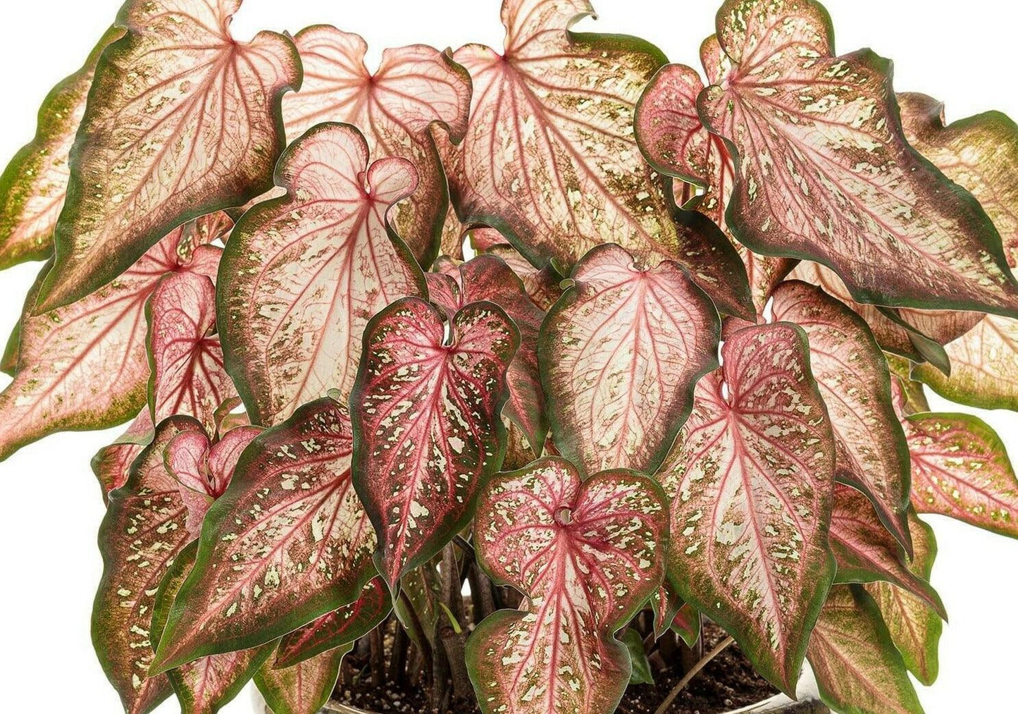 2 Caribbean Coral Caladium Bulbs - Seed World