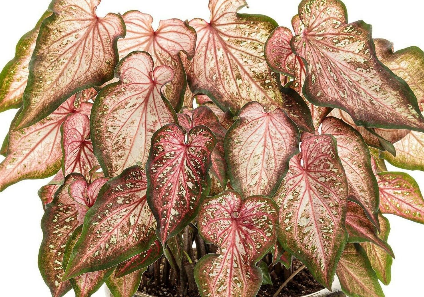 2 Caribbean Coral Caladium Bulbs - Seed World