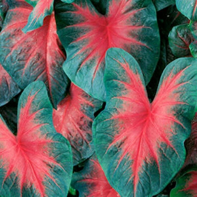 2 John Peed Caladium Bulbs - Seed World