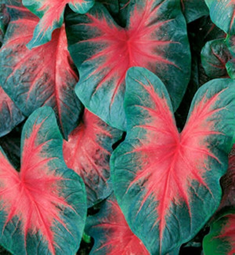 2 John Peed Caladium Bulbs - Seed World
