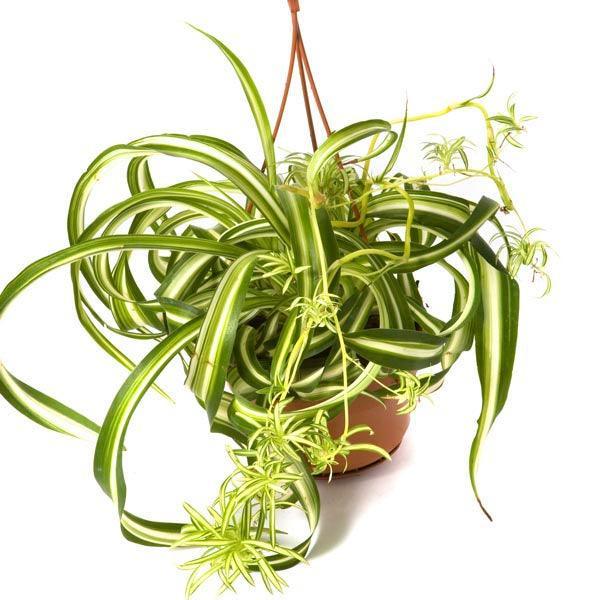 2 Live Curly Spider Plant - Seed World