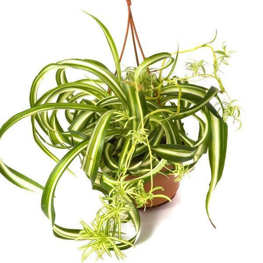 2 Live Curly Spider Plant - Seed World