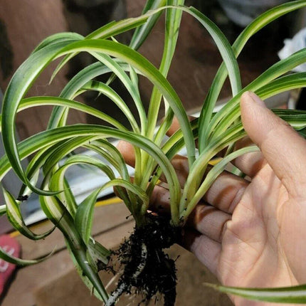 2 Live Curly Spider Plant - Seed World