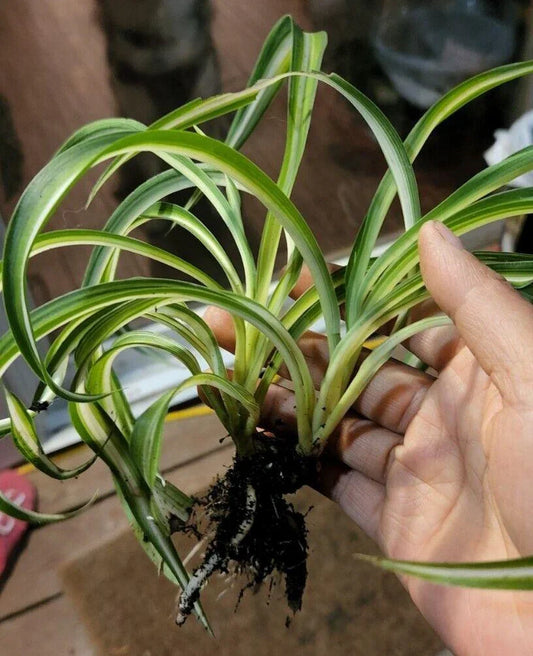 2 Live Curly Spider Plant - Seed World