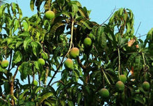 2 Mango Fruit Tree Seed - Seed World