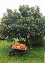 2 Mango Fruit Tree Seed - Seed World