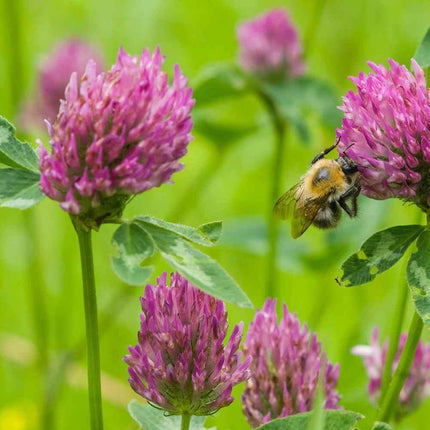 2 oz Medium Red Clover Seeds - Seed World