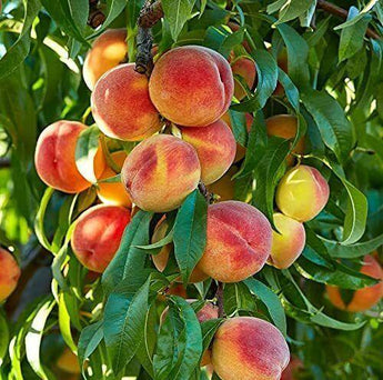 2 Peach Fruit Bonsai Tree Seeds - Seed World