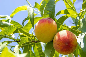2 Peach Fruit Bonsai Tree Seeds - Seed World