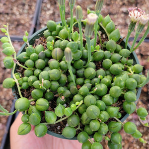 2" String of Pearls Senecio Rowleyanus Succulent Plant - Seed World