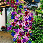 Mixed Clematis - 20 Seeds