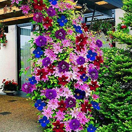 20 - 25 Climbing Clematis vine flower seeds - Seed World