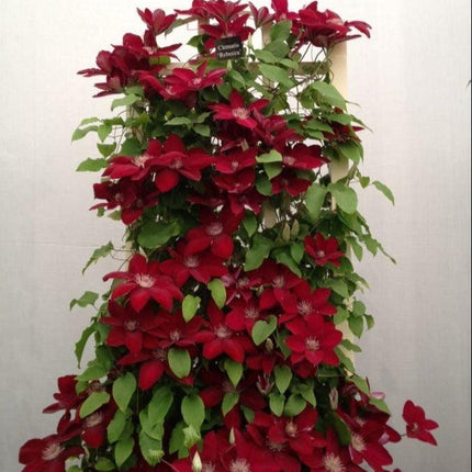 20 - 25 Climbing Clematis vine flower seeds - Seed World