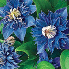 Double Blue Clematis